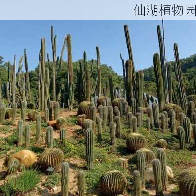 仙湖植物园