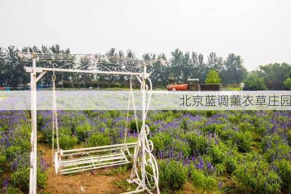 北京蓝调薰衣草庄园