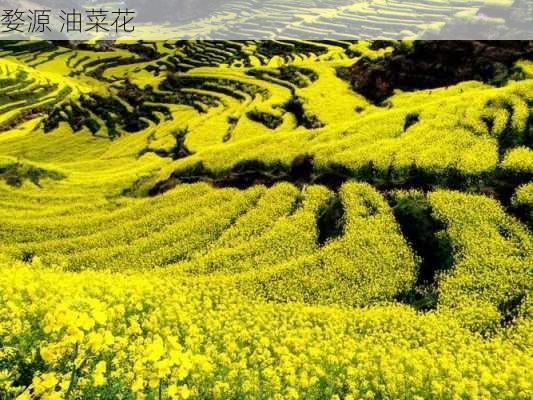 婺源 油菜花