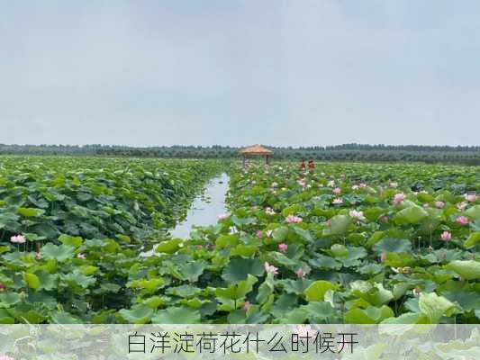 白洋淀荷花什么时候开