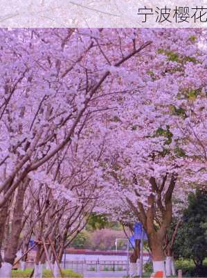 宁波樱花