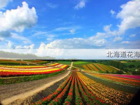 北海道花海