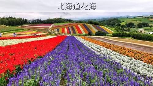 北海道花海