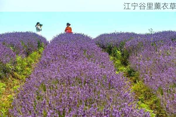 江宁谷里薰衣草