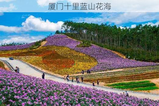 厦门十里蓝山花海