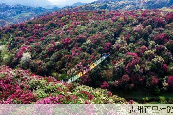 贵州百里杜鹃