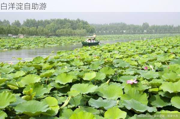 白洋淀自助游