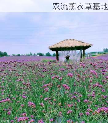 双流薰衣草基地