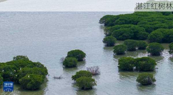 湛江红树林