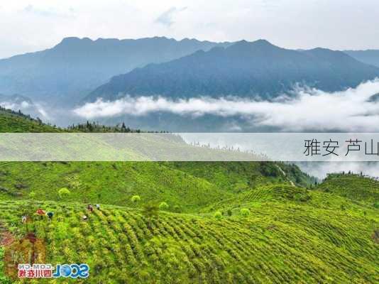 雅安 芦山