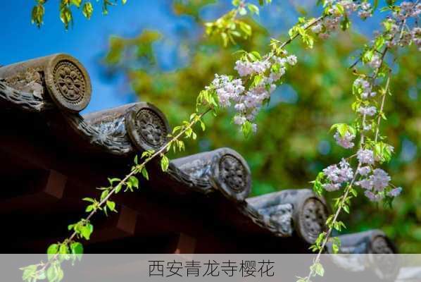 西安青龙寺樱花